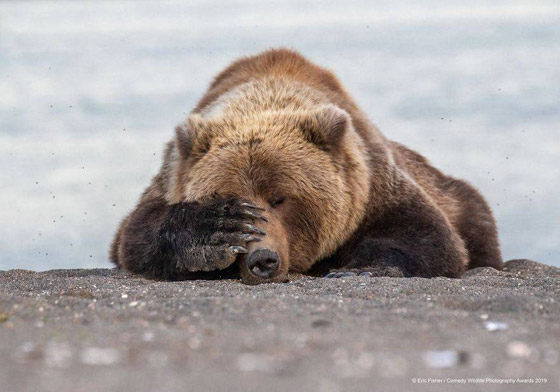 30 صورة من مسابقة كوميديا الحياة البرية! صورة رقم 12