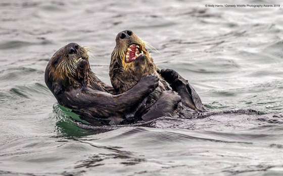 30 صورة من مسابقة كوميديا الحياة البرية! صورة رقم 13