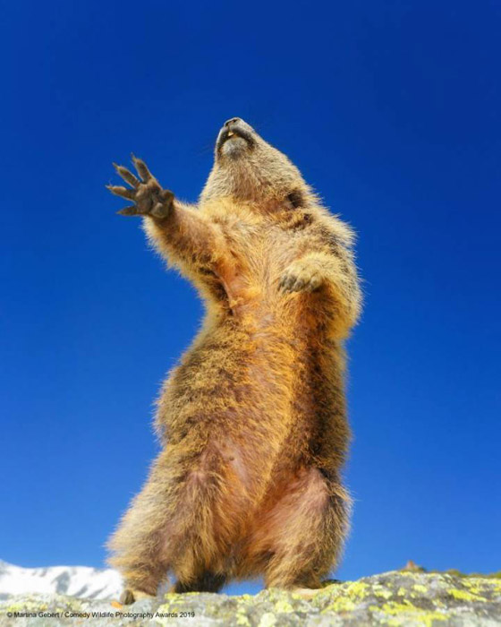 30 صورة من مسابقة كوميديا الحياة البرية! صورة رقم 15
