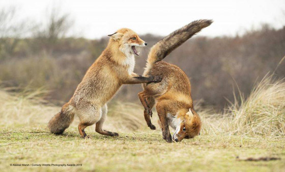 30 صورة من مسابقة كوميديا الحياة البرية! صورة رقم 16