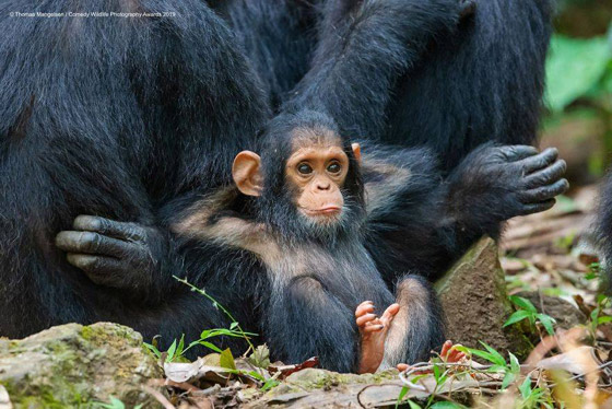 30 صورة من مسابقة كوميديا الحياة البرية! صورة رقم 17