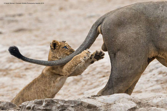 30 صورة من مسابقة كوميديا الحياة البرية! صورة رقم 19