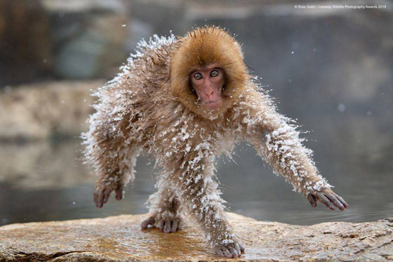 30 صورة من مسابقة كوميديا الحياة البرية! صورة رقم 21