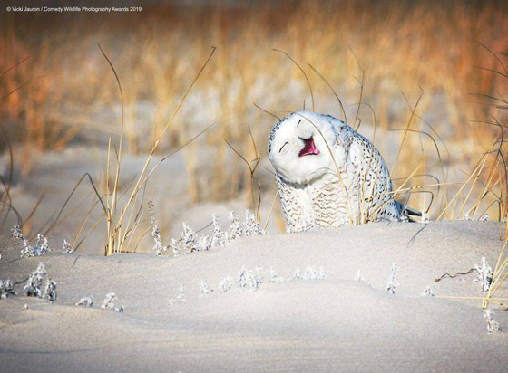30 صورة من مسابقة كوميديا الحياة البرية! صورة رقم 22
