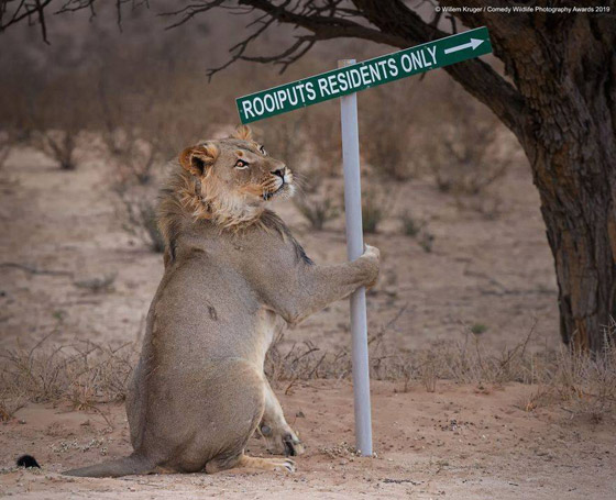 30 صورة من مسابقة كوميديا الحياة البرية! صورة رقم 23
