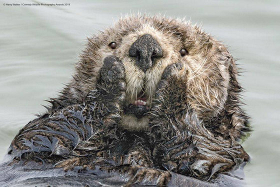 30 صورة من مسابقة كوميديا الحياة البرية! صورة رقم 26
