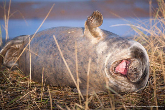 30 صورة من مسابقة كوميديا الحياة البرية! صورة رقم 27
