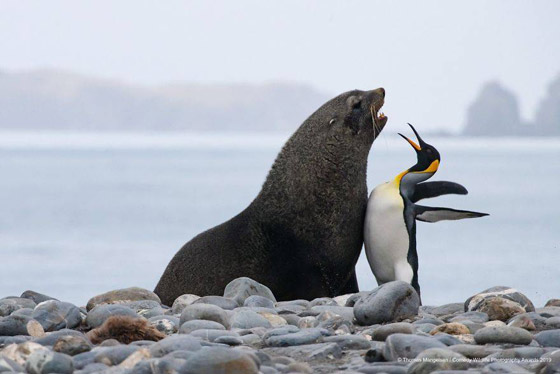30 صورة من مسابقة كوميديا الحياة البرية! صورة رقم 28