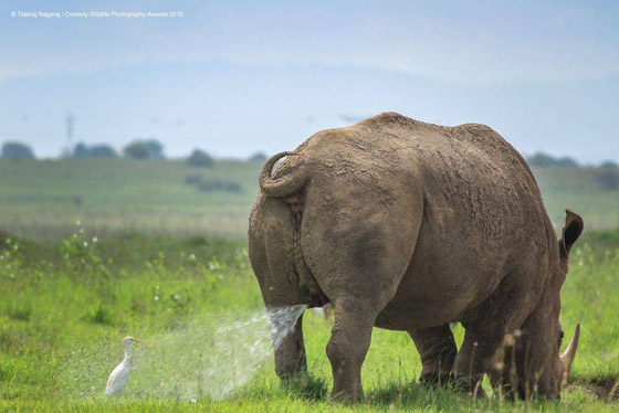 30 صورة من مسابقة كوميديا الحياة البرية! صورة رقم 29