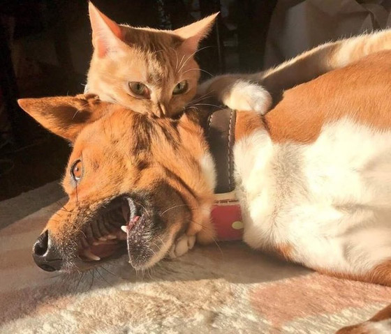 صور طريفة لتحول الحيوانات الأليفة إلى مثيري شغب صورة رقم 1 صور طريفة لتحول الحيوانات الأليفة إلى مثيري شغب صورة رقم 1