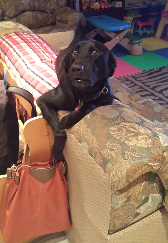 صور طريفة لتحول الحيوانات الأليفة إلى مثيري شغب صورة رقم 3 صور طريفة لتحول الحيوانات الأليفة إلى مثيري شغب صورة رقم 3