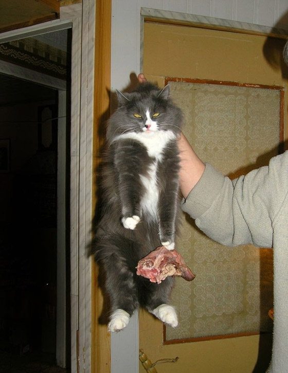 صور طريفة لتحول الحيوانات الأليفة إلى مثيري شغب صورة رقم 4 صور طريفة لتحول الحيوانات الأليفة إلى مثيري شغب صورة رقم 4