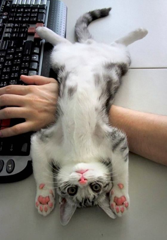 صور طريفة لتحول الحيوانات الأليفة إلى مثيري شغب صورة رقم 6 صور طريفة لتحول الحيوانات الأليفة إلى مثيري شغب صورة رقم 6