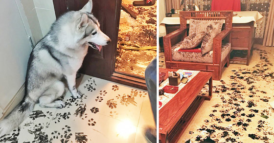 صور طريفة لتحول الحيوانات الأليفة إلى مثيري شغب صورة رقم 10 صور طريفة لتحول الحيوانات الأليفة إلى مثيري شغب صورة رقم 10