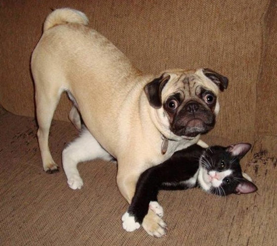 صور طريفة لتحول الحيوانات الأليفة إلى مثيري شغب صورة رقم 11 صور طريفة لتحول الحيوانات الأليفة إلى مثيري شغب صورة رقم 11