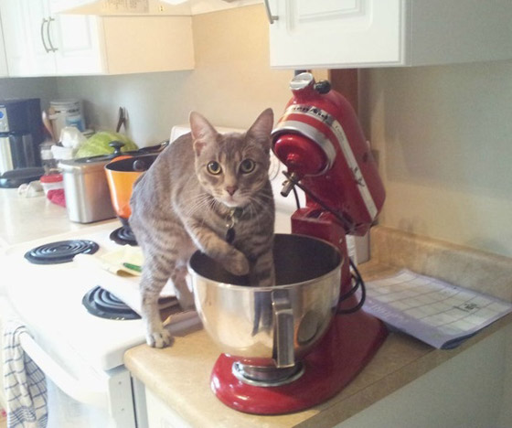 صور طريفة لتحول الحيوانات الأليفة إلى مثيري شغب صورة رقم 12 صور طريفة لتحول الحيوانات الأليفة إلى مثيري شغب صورة رقم 12