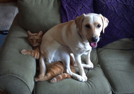 صور طريفة لتحول الحيوانات الأليفة إلى مثيري شغب صورة رقم 13 صور طريفة لتحول الحيوانات الأليفة إلى مثيري شغب صورة رقم 13