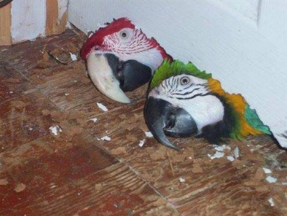 صور طريفة لتحول الحيوانات الأليفة إلى مثيري شغب صورة رقم 14 صور طريفة لتحول الحيوانات الأليفة إلى مثيري شغب صورة رقم 14