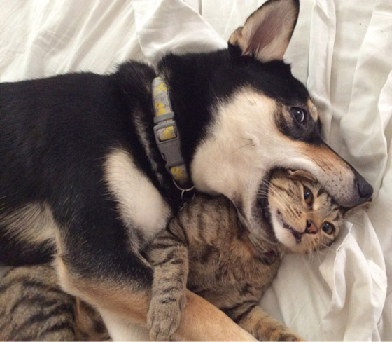 صور طريفة لتحول الحيوانات الأليفة إلى مثيري شغب صورة رقم 15 صور طريفة لتحول الحيوانات الأليفة إلى مثيري شغب صورة رقم 15