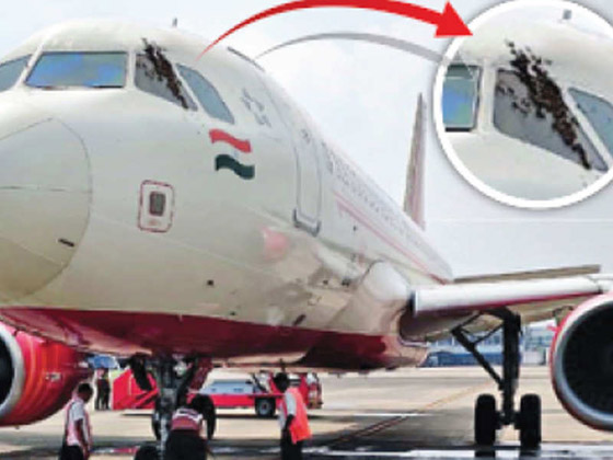 سرب من النحل يعيق إقلاع رحلة طيران هندية لساعات ويهاجم الموظفين! صورة رقم 2