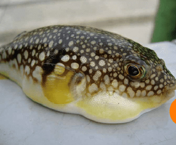 منتشرة وتسبب الوفاة.. أخطر الأطعمة حول العالم صورة رقم 1 منتشرة وتسبب الوفاة.. أخطر الأطعمة حول العالم صورة رقم 1