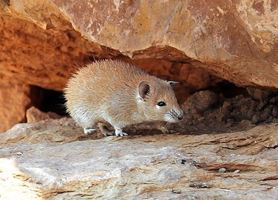 5 مخلوفات نادرة مذهلة بقدرات شبه خارقة أذهلت وأربكت العلماء صورة رقم 1