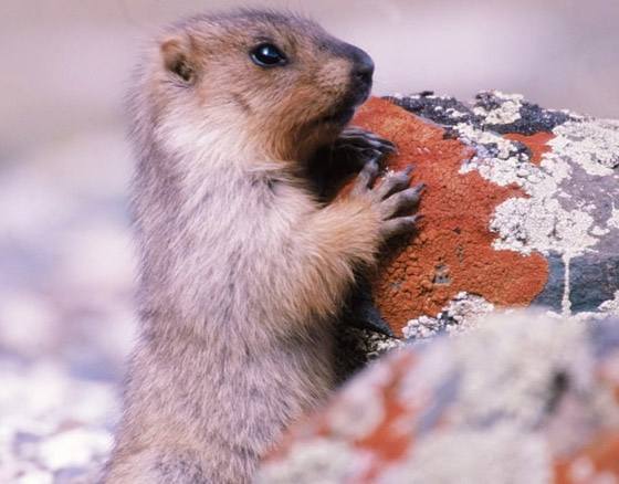 5 مخلوفات نادرة مذهلة بقدرات شبه خارقة أذهلت وأربكت العلماء صورة رقم 2