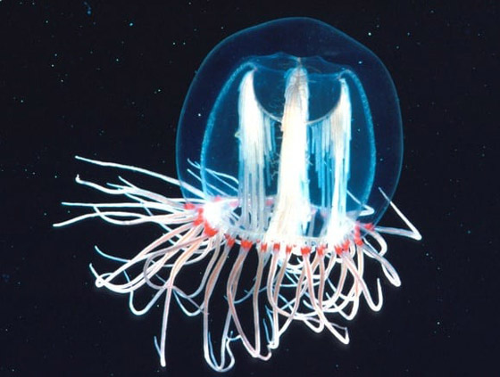 5 مخلوفات نادرة مذهلة بقدرات شبه خارقة أذهلت وأربكت العلماء صورة رقم 5