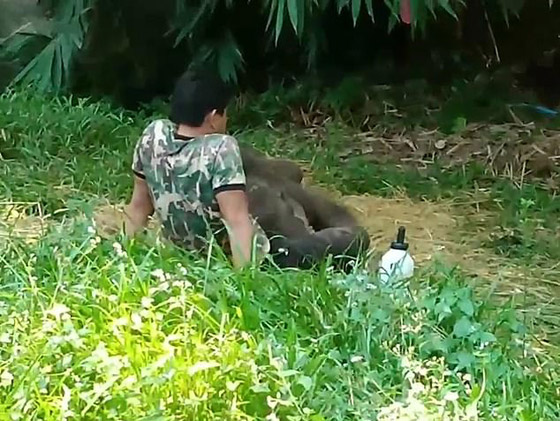 بالفيديو والصور: رد فعل مؤثر لفيل صغير رفضه قطيعه صورة رقم 3