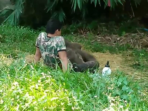 بالفيديو والصور: رد فعل مؤثر لفيل صغير رفضه قطيعه صورة رقم 5