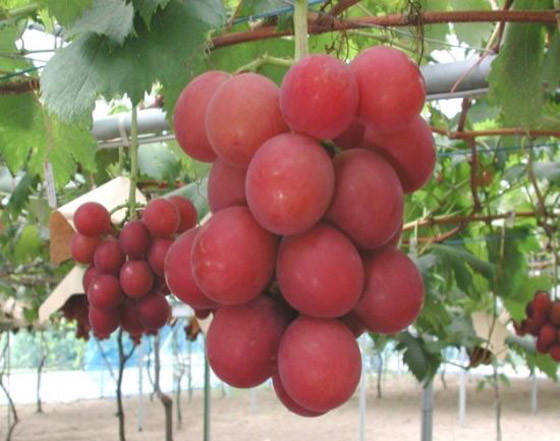 بالصور: إليكم أغلى عنب في العالم.. 910 دولار للعنقود الواحد! صورة رقم 5 بالصور: إليكم أغلى عنب في العالم.. 910 دولار للعنقود الواحد! صورة رقم 5