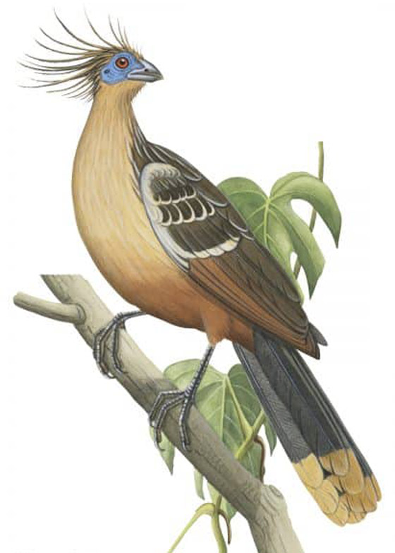 تهضم مثل البقر وبعضها لا يطير.. إليكم أغرب 5 طيور في العالم صورة رقم 1