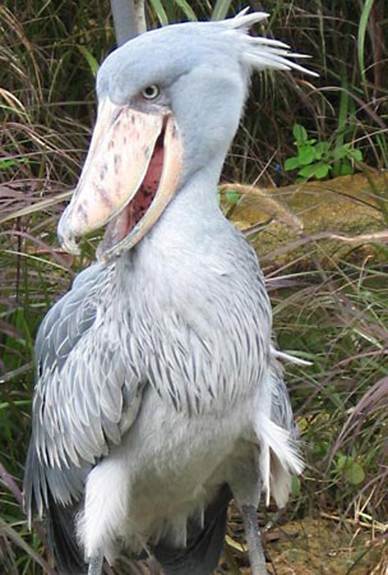 تهضم مثل البقر وبعضها لا يطير.. إليكم أغرب 5 طيور في العالم صورة رقم 2