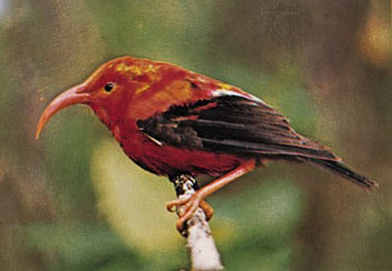 تهضم مثل البقر وبعضها لا يطير.. إليكم أغرب 5 طيور في العالم صورة رقم 5