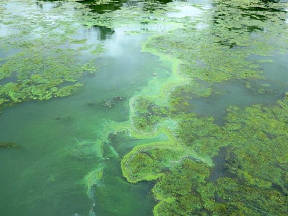 في زمن المجاعة العالمية.. لن يكون أمامك إلا هذه الأطعمة صورة رقم 3 في زمن المجاعة العالمية.. لن يكون أمامك إلا هذه الأطعمة صورة رقم 3