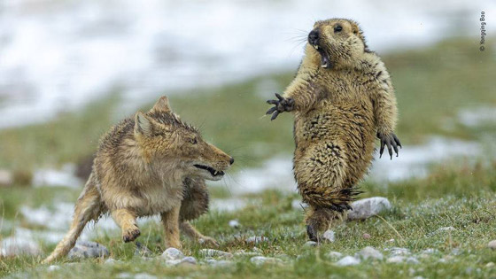أفضل 30 صورة للحيوانات البرية بمسابقة تصوير الحياة البرية لعام 2019! صورة رقم 1