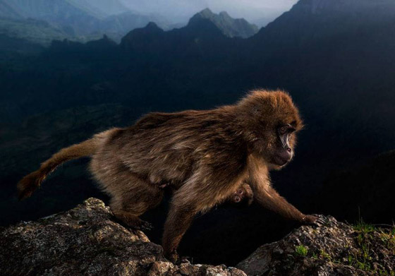 أفضل 30 صورة للحيوانات البرية بمسابقة تصوير الحياة البرية لعام 2019! صورة رقم 3