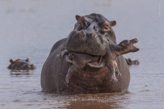 أفضل 30 صورة للحيوانات البرية بمسابقة تصوير الحياة البرية لعام 2019! صورة رقم 7