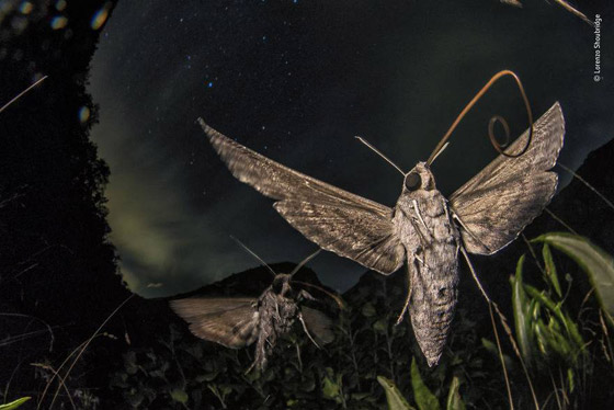 أفضل 30 صورة للحيوانات البرية بمسابقة تصوير الحياة البرية لعام 2019! صورة رقم 8