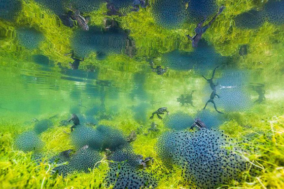 أفضل 30 صورة للحيوانات البرية بمسابقة تصوير الحياة البرية لعام 2019! صورة رقم 13