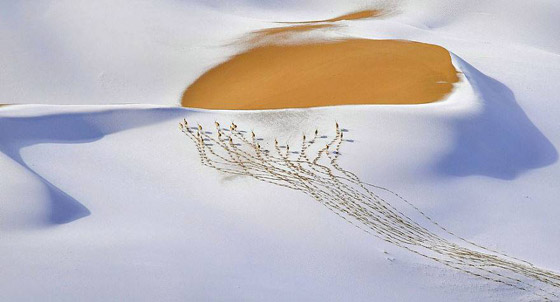 أفضل 30 صورة للحيوانات البرية بمسابقة تصوير الحياة البرية لعام 2019! صورة رقم 14
