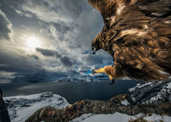 أفضل 30 صورة للحيوانات البرية بمسابقة تصوير الحياة البرية لعام 2019! صورة رقم 15