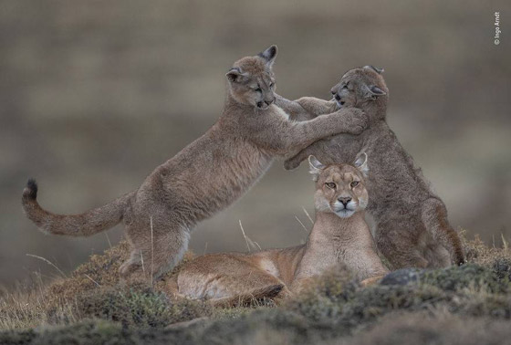 أفضل 30 صورة للحيوانات البرية بمسابقة تصوير الحياة البرية لعام 2019! صورة رقم 16