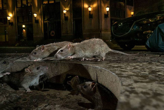 أفضل 30 صورة للحيوانات البرية بمسابقة تصوير الحياة البرية لعام 2019! صورة رقم 17