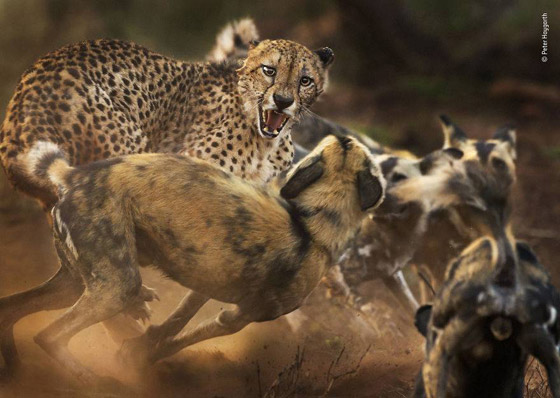 أفضل 30 صورة للحيوانات البرية بمسابقة تصوير الحياة البرية لعام 2019! صورة رقم 21