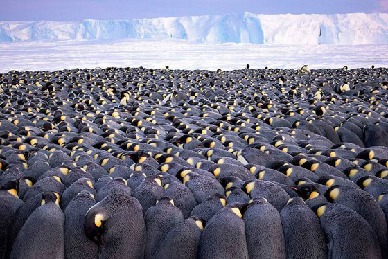 أفضل 30 صورة للحيوانات البرية بمسابقة تصوير الحياة البرية لعام 2019! صورة رقم 22
