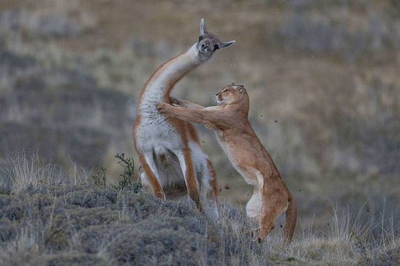 أفضل 30 صورة للحيوانات البرية بمسابقة تصوير الحياة البرية لعام 2019! صورة رقم 23