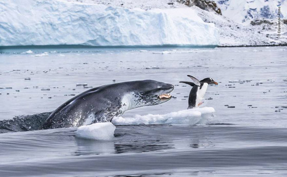 أفضل 30 صورة للحيوانات البرية بمسابقة تصوير الحياة البرية لعام 2019! صورة رقم 29