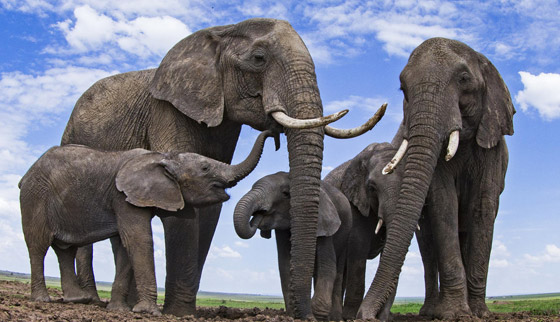 إليكم 8 من أبرز المعلومات عن الأفيال وأسرار حياتها صورة رقم 3