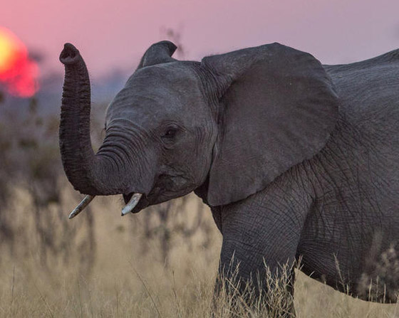 إليكم 8 من أبرز المعلومات عن الأفيال وأسرار حياتها صورة رقم 2